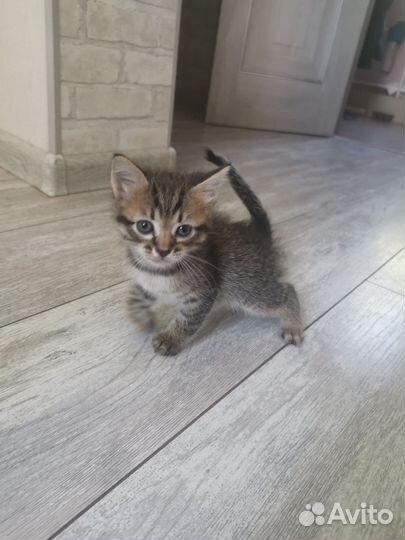 Котята в добрые руки бесплатно