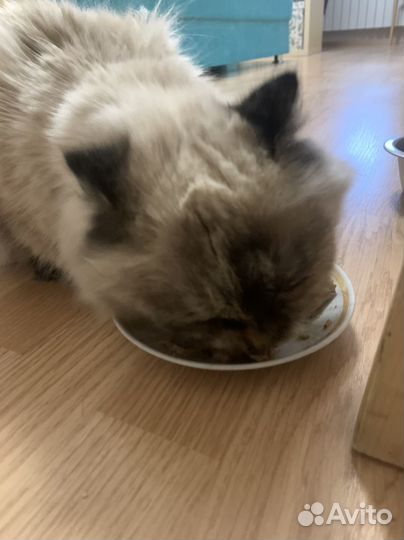 Вислоухая кошечка