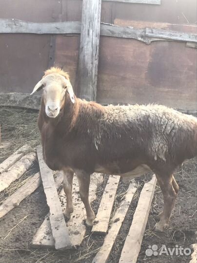 Баран.Эдильбаевский