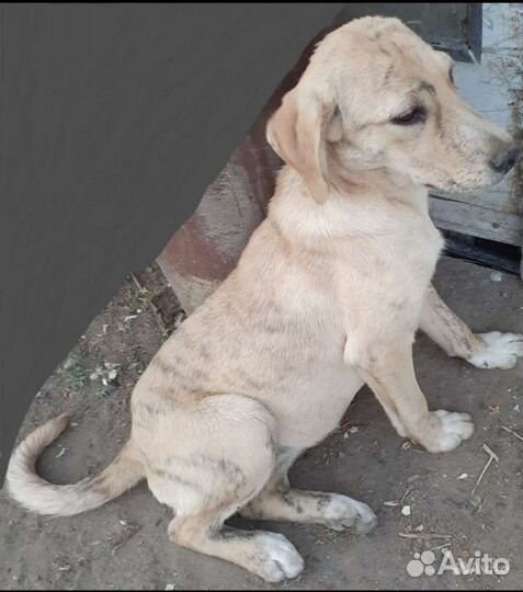 Собака бесплатно в добрые руки