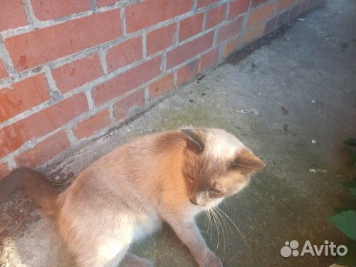 Кошка в добрые руки
