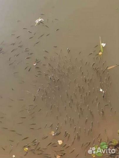 Живец карась