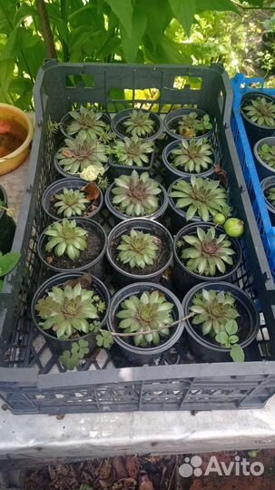 Молодило (каменная роза)