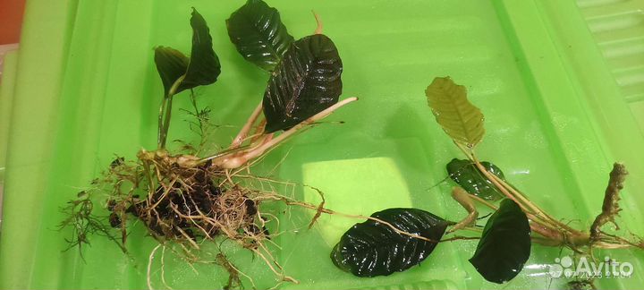 Анубиас кофефолия, Пинто - обрезки