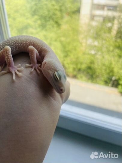 Геккон эублефар