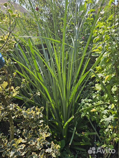 Гигантскийуличный Вечнозел. Эрингиум агаволистный