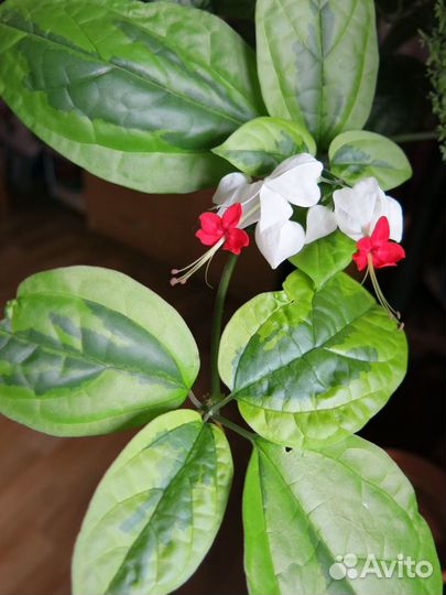 Цветы для дома