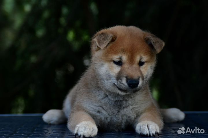 Девочка Сиба-Ину