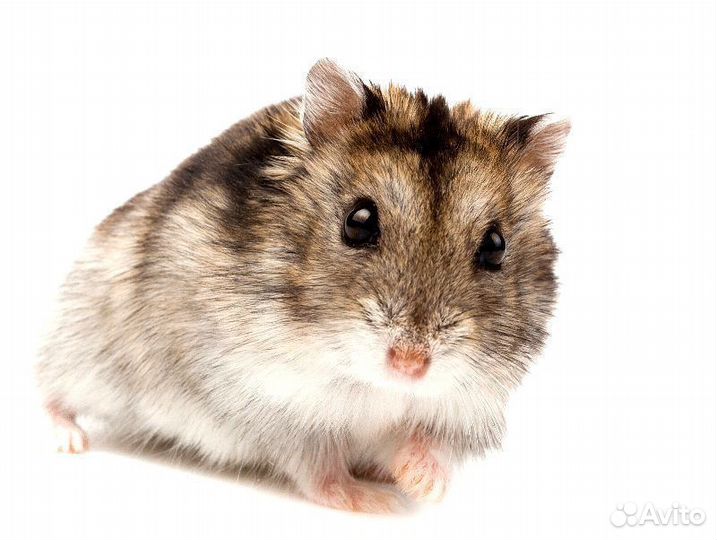 Хомяк Джунгарский обычный