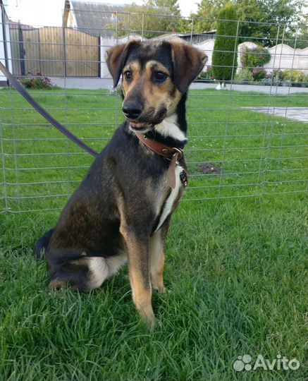 Собака в добрые руки