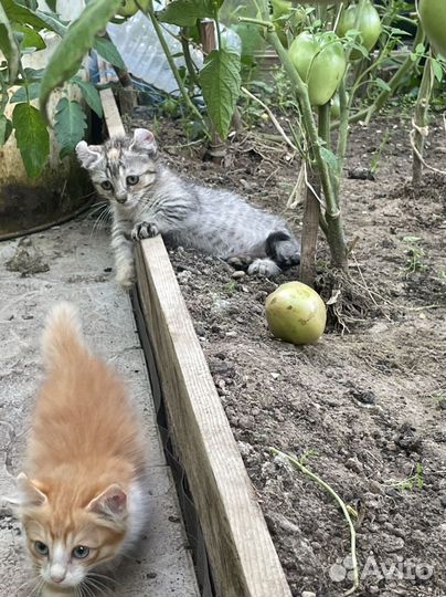 Котята в добрые руки