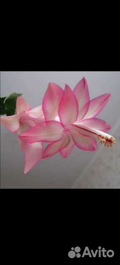 Сортовые шлюмбергеры