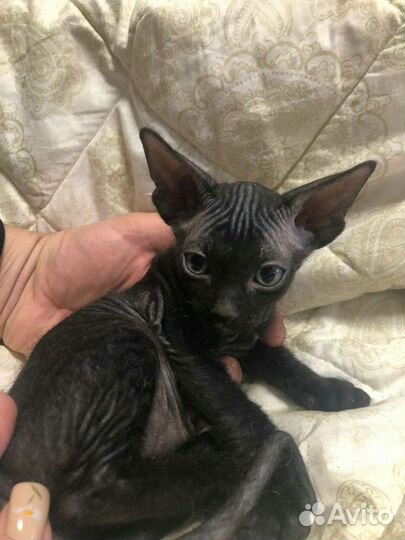 Котенок Сфинкс