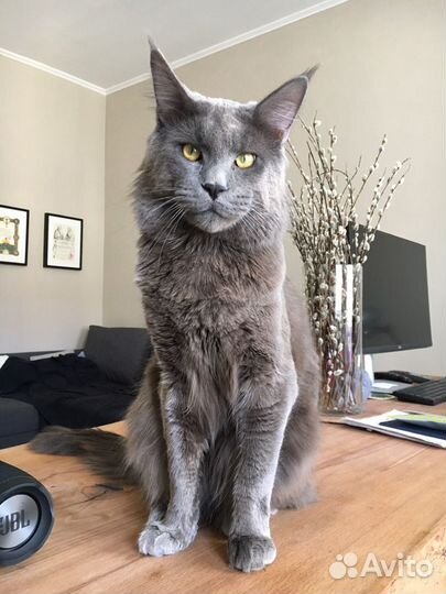 Вязка Мэйн Кун голубой солид