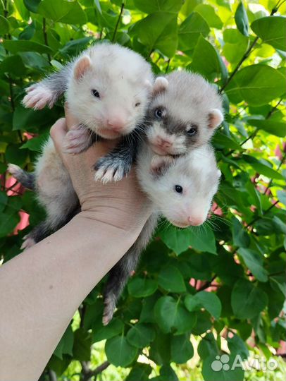 Хорек. Доставка. Ветпаспорт