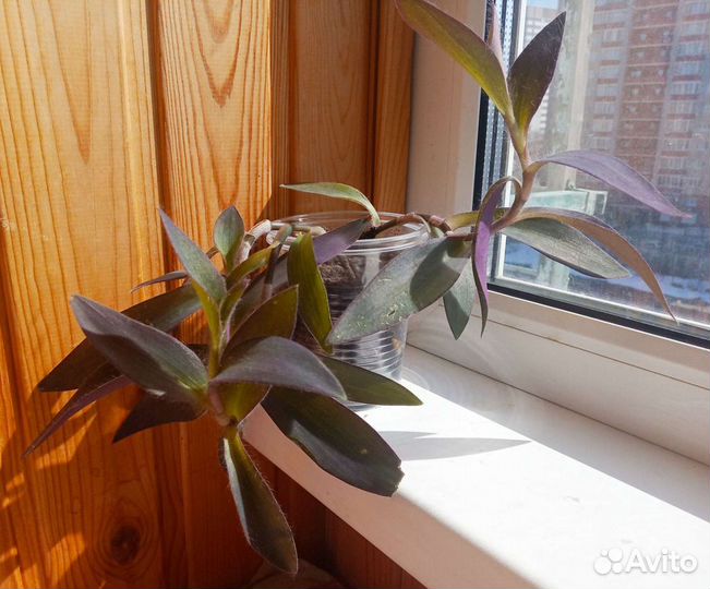 Сеткреазия пурпурная