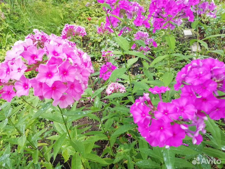 Флоксы многолетние