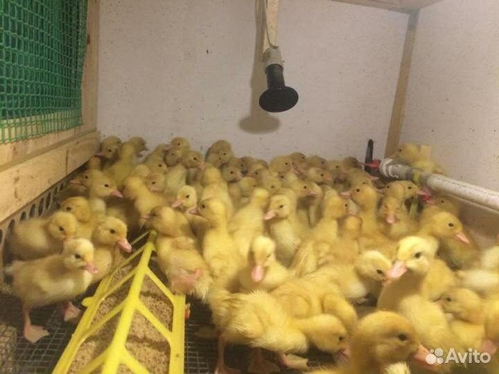 Утка, Цыплята, Индюшата