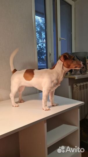 Джек рассел терьер