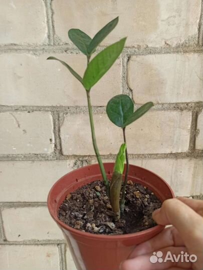 Комнатные цветы, растения