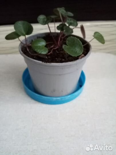 Антуриум белый