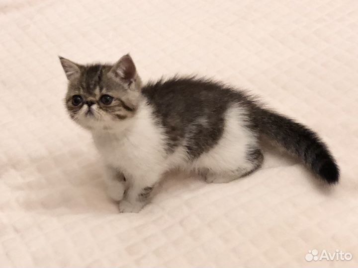 Экзотические котята