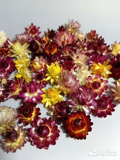 Сухоцветы гелихризум