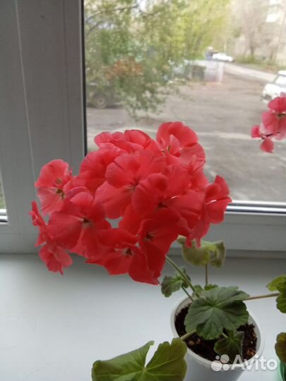 Пеларгонии сортовые