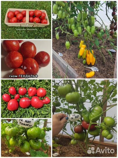 Семена сортовые томаты (2 набора)
