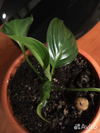 Спатифиллум отросток