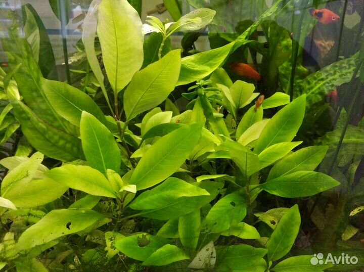Криптокорина, лимонник растения аквариумные