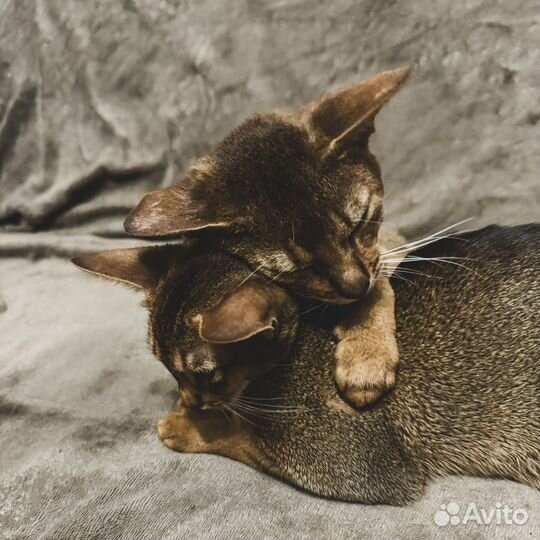 Абиссинские котята бронь