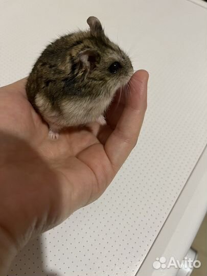 Джунгарский хомяк