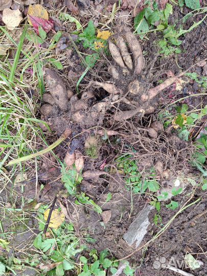 Георгины клубни