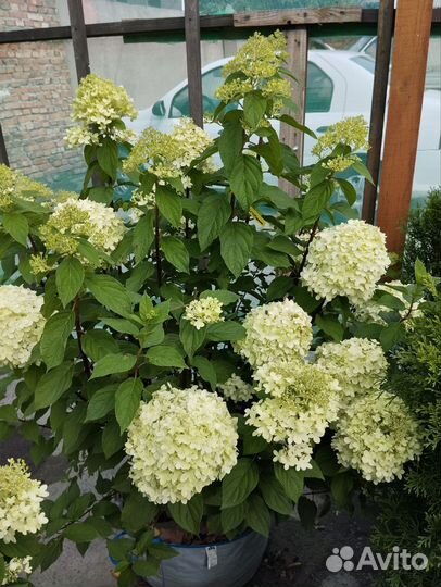 Гортензия метельчатая 