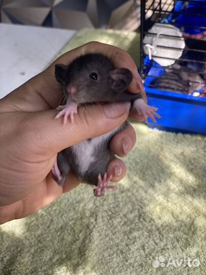 Крысята дамбо