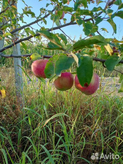 Яблоки оптом