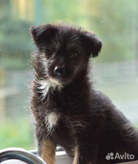 Чудесный малыш щенок в добрые руки