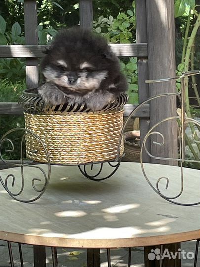 Супер мини медвежонок