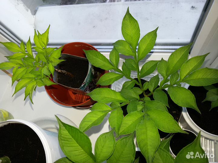 Аморфофаллус коньяк клубневый