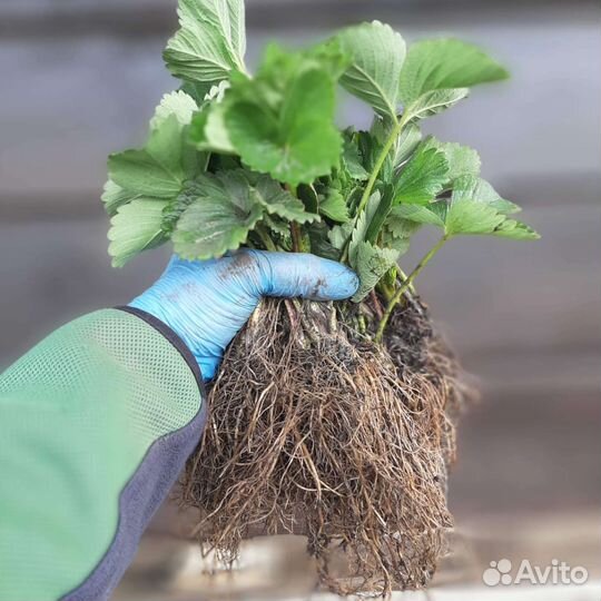 Рассада сортовой клубники