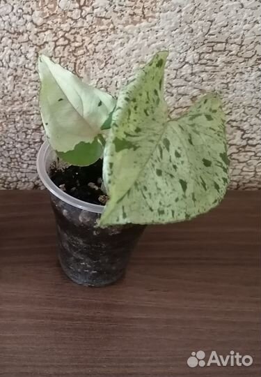 Сингониумы разные сорта