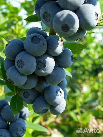 Грунт торфяной для голубики / Торф 100 л