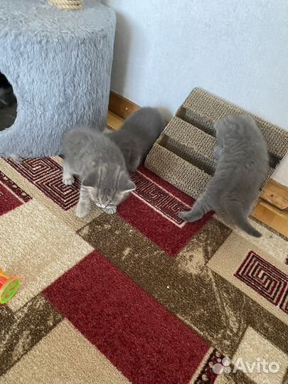 Британская