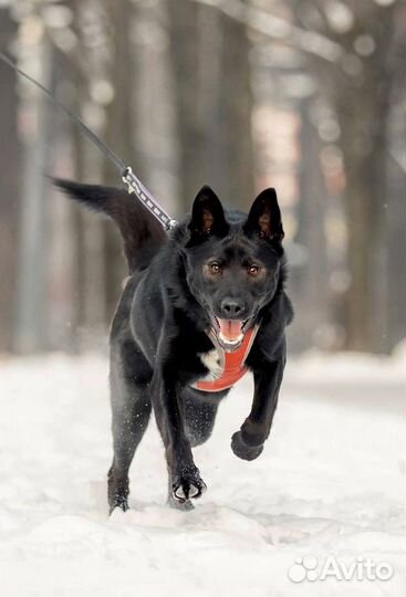 Собака из приюта в добрые руки