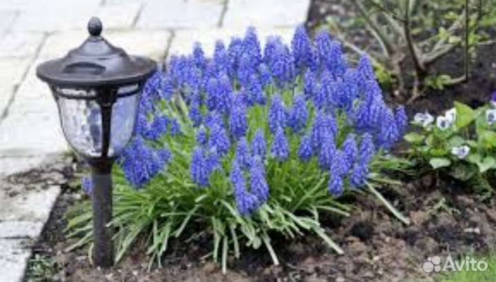 Мускари и Нарциссы