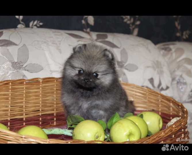 Шпиц померашка медведь