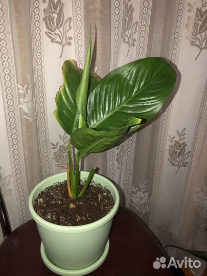 Комнатные цветы в горшках