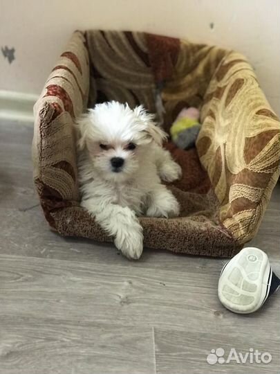 Щенки мальтийской болонки mini
