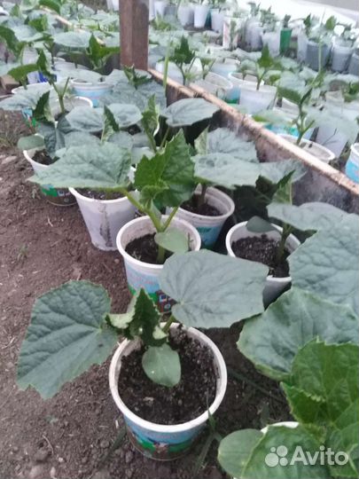 Рассада помидор и огурцов